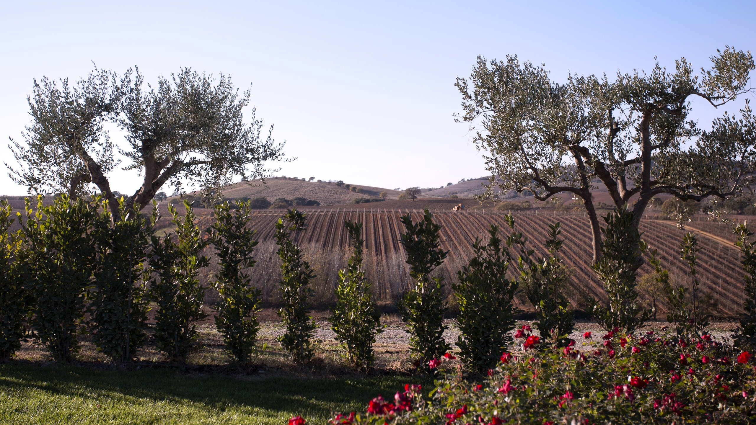 one of the images of Tenuta Val Delle Rose work